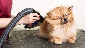 Step Up Your Grooming Routine with the Perfect Dog Grooming Dryer post thumbnail image