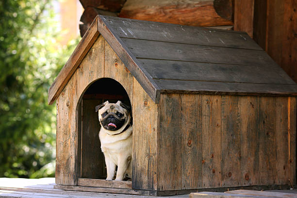 Brilliant Features of Superb Dog Boarding Houses post thumbnail image