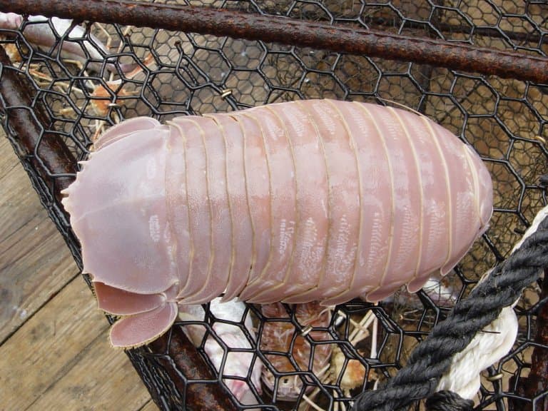 Rubber Ducky Isopods: From Bath Time to Biology Lesson post thumbnail image