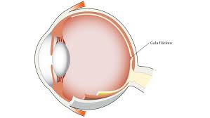 Macula: The Epicenter of Clear Vision in the Retina post thumbnail image