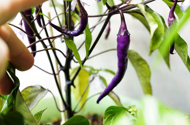 Exploring the History and Origin of Purple Cayenne Pepper post thumbnail image