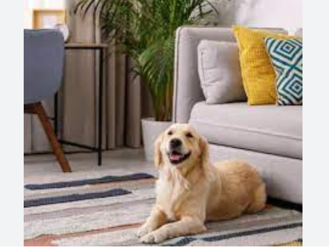 Pet Owners Rejoice: Simplify Housing with Pet Screening post thumbnail image
