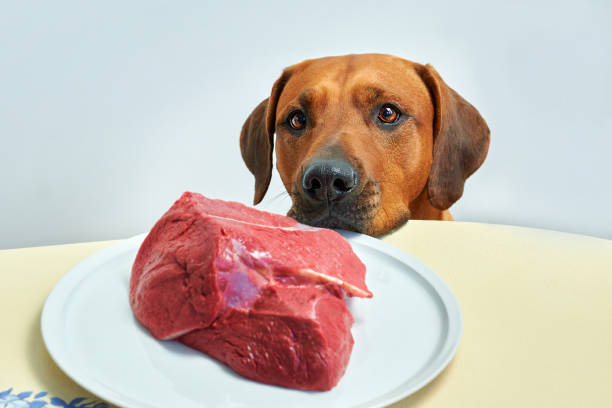 Wholesome Wellness: The Raw Dog Food Diet Advantage post thumbnail image