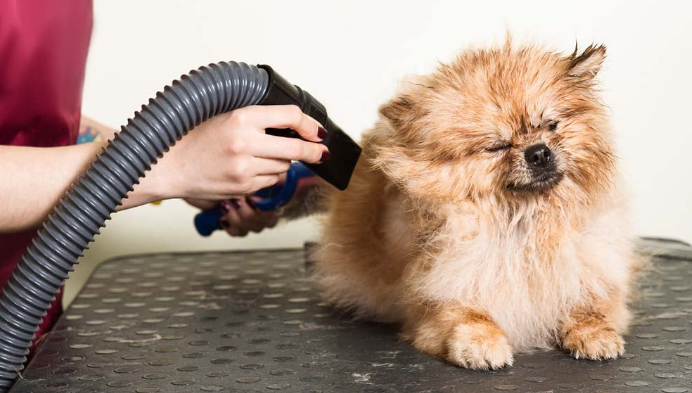 High Velocity Dog Dryers: Speedy Grooming Solutions post thumbnail image