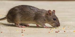 Effective Rodent Control Solutions in Shelton, WA post thumbnail image