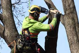 Richmond’s Finest Tree Services: Unmatched Quality and Expertise post thumbnail image
