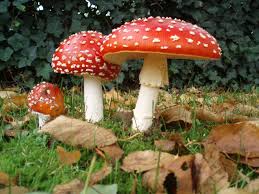 Gourmet Fungal Treats: The Rise of Mushroom Gummies post thumbnail image