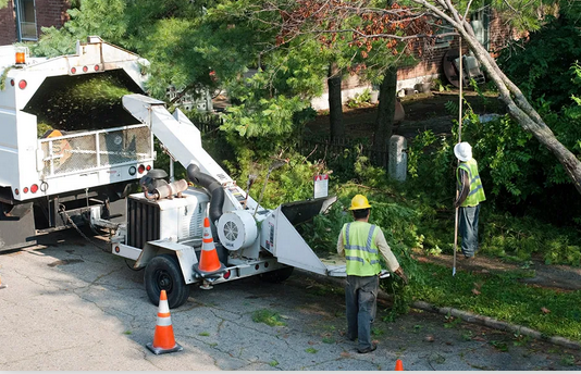 Richmond’s Arboreal Artisans: Expert Tree Trimming Services post thumbnail image