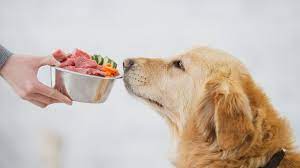 Raw Dog Food Positive aspects: Enhancing Your Dog’s Health post thumbnail image