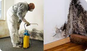 Top 10 Strategies for Capturing Mold Removal Leads post thumbnail image