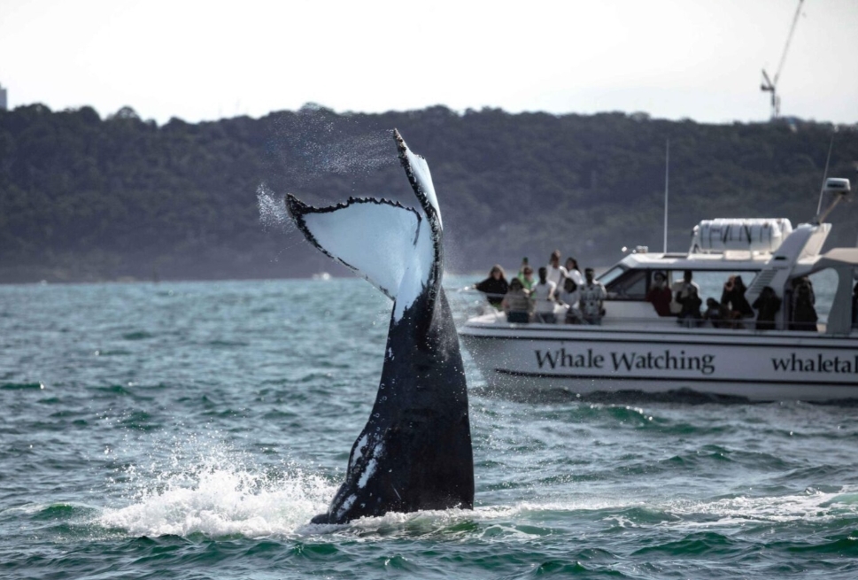 The Ultimate Guide to Sydney Whale Watching: Where, When, and How to Witness the Majestic Giants of the Deep post thumbnail image